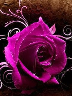 Schöne Pinke Rose