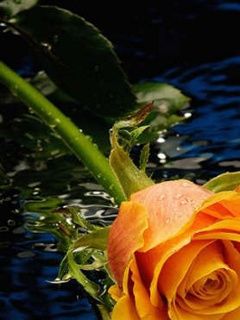 Schöne Orange Rose