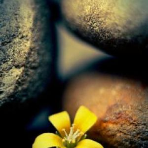 Gelbe Blume Zwischen Steinen