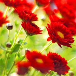 Lebendige Rote Blumen