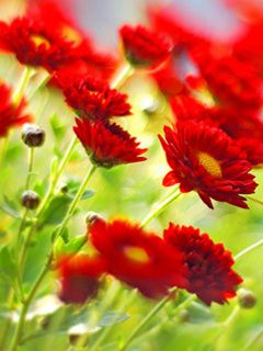 Lebendige Rote Blumen