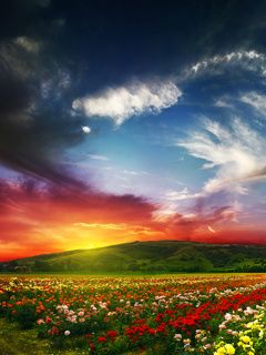 Lebendiger Sonnenuntergang Über Blumenfeldern