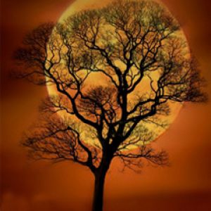 Silhouette Baum Gegen Vollmond