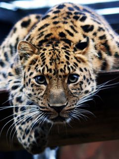 Nahaufnahme eines Leoparden
