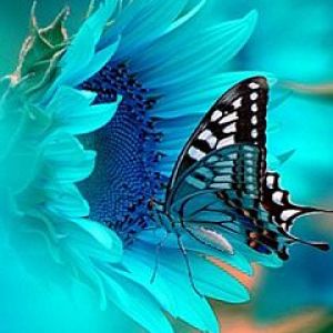 Blauer Schmetterling auf Sonnenblume