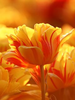 Lebendige Gelbe Tulpen