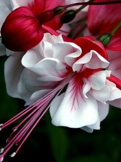 Schöne Rote und Weiße Blumen