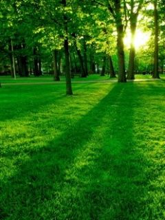 Üppige Grüne Waldlandschaft