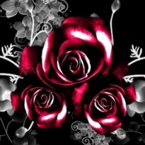 Elegante Rote Rosen