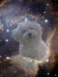 Süßer Hund im Weltraum