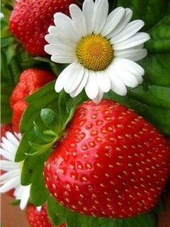 Frische Erdbeeren und Gänseblümchen