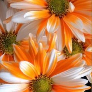 Lebendige Orange- und Weißblumen