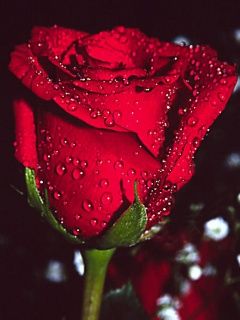 Schöne Rote Rose mit Tau