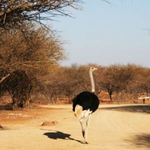Strauß, der in der Natur geht