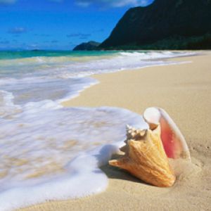 Schöne Strandmuschel
