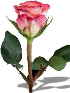 Schöne Rosa