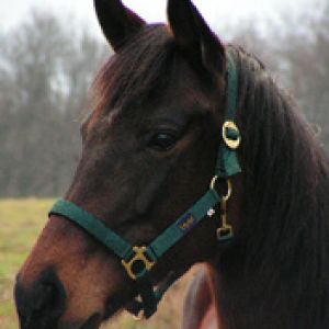 Schöner Brauner Pferd