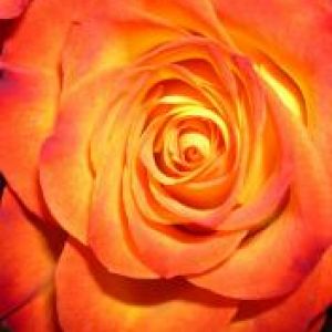 Lebendige Orange Rose
