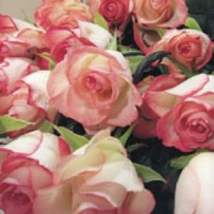 Schöne Rosa Rosen