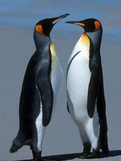 Niedliche Pinguin-Paar