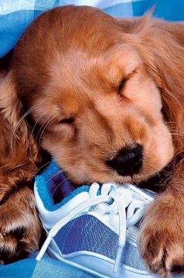 Süßer Welpe Schläft auf einem Schuh