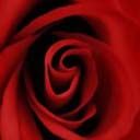 Rote Rose Nahaufnahme