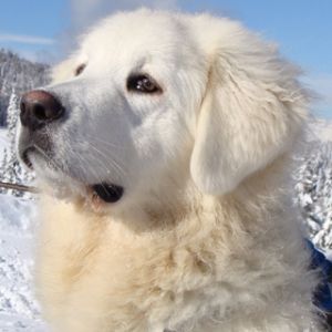 Majestätischer Weißer Hund im Schnee