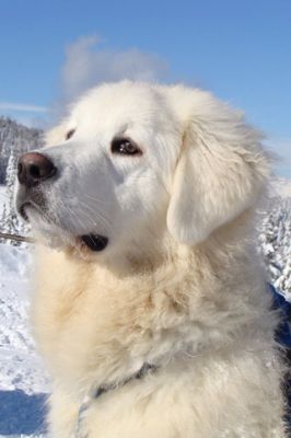 Majestätischer Weißer Hund im Schnee