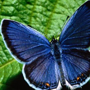 Blauer Schmetterling auf Grünem Blatt