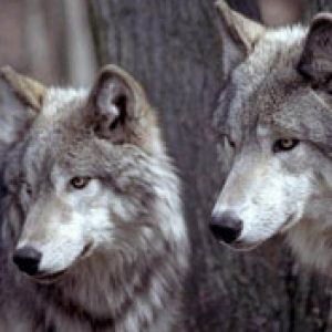 Majestätische Wölfe in der Natur