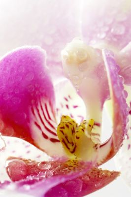 Schöne Orchideenblüte