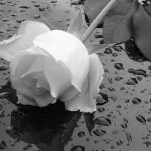 Elegante Weiße Rose auf Nasser Oberfläche