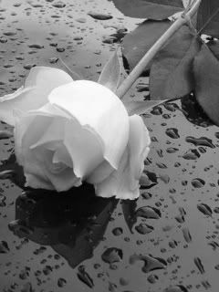 Elegante Weiße Rose auf Nasser Oberfläche