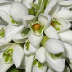 Schöne Weiße Blumen