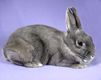 Niedlicher Grauer Hase