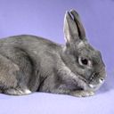 Niedlicher Grauer Hase