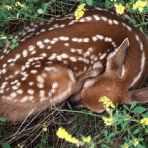 Schlafendes Reh in der Natur