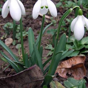 Schneeglöckchen in Blüte