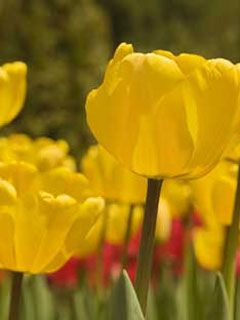 Lebendige Gelbe Tulpen