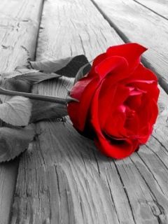 Rote Rose auf Holzuntergrund