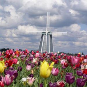 Buntes Tulpenfeld mit Windmühle