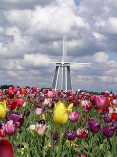 Buntes Tulpenfeld mit Windmühle