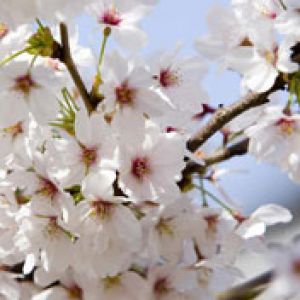 Kirschblüten