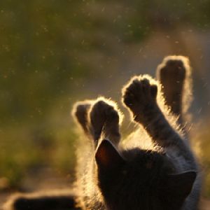 Verspieltes Kätzchen im Sonnenlicht