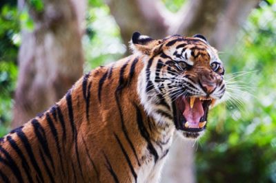 Fierce Tiger, der Brüllt