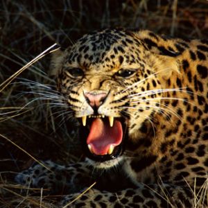 Furchtloser Leopard, der Brüllt