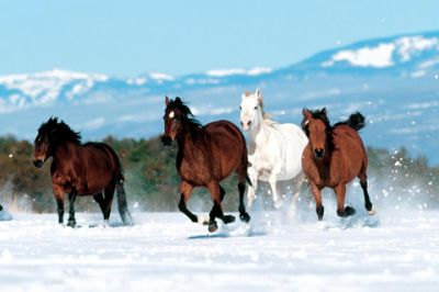 Laufende Pferde im Schnee