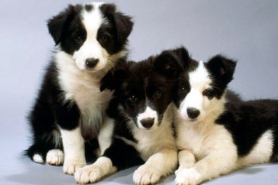 Niedliche Border Collie Welpen