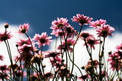 Rosa Blumen Gegen Den Blauen Himmel