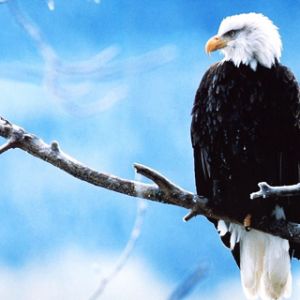 Weißkopfseeadler auf einem Ast